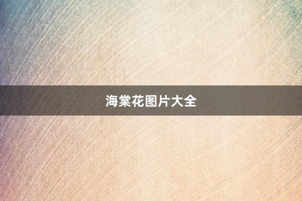 海棠花图片大全